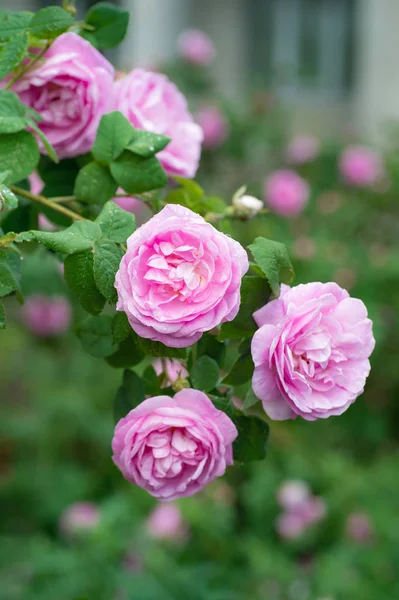Rocío Mañana Una Rosa Jardín — Foto de Stock