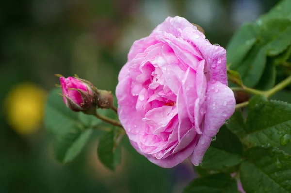 Hermosa Rosa Rosa Con Gotitas Agua Después Lluvia Jardín — Foto de Stock