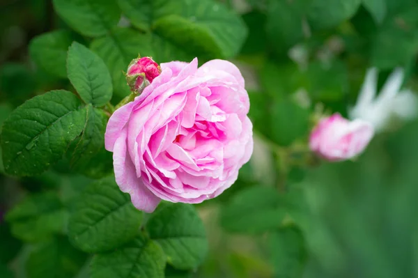Rosas Rosadas Brillantes Con Gotas Agua Jardín Verde — Foto de Stock