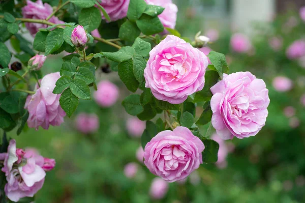 Rosa Hermosa Rosa Creciendo Jardín Fondo Natural — Foto de Stock