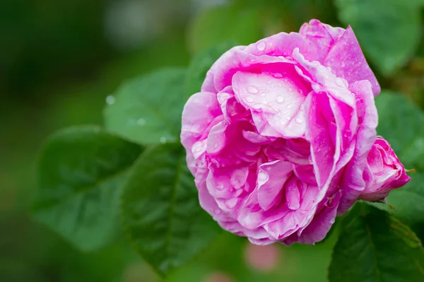 Primer Plano Rosa Rosa Con Gotas Agua Jardín — Foto de Stock