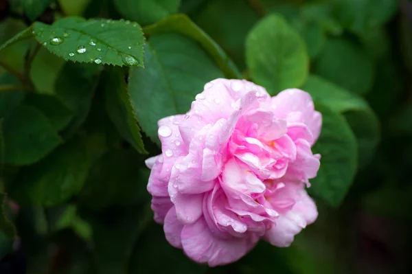 Pink Rose Flower Close Photo Shallow Depth Field Drops Water — Stock Photo, Image