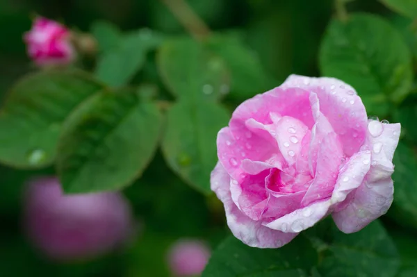 Pink Rose Water Drop Sprinkle Blur Green Rose Leaves Background — Stock Photo, Image