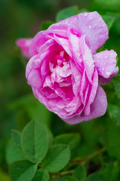 Rosa Caliente Floreciendo Rosa Con Gotas Agua Hermoso Fondo Verde — Foto de Stock