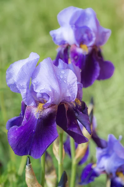 Закрыть Пурпурные Цветки Ириса Каплями Воды — стоковое фото