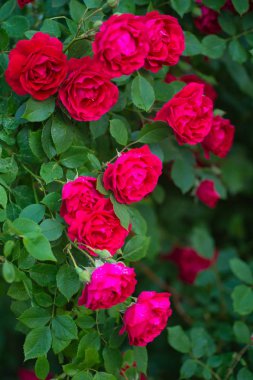 Bahçedeki kırmızı güller. 