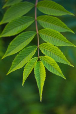 Bahar dalı temiz yeşil yaprakları ile