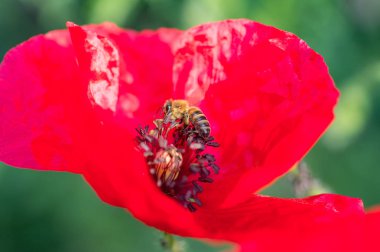 Bal arısı haşhaş kırmızı çiçek içinde oturuyor. İzole odak