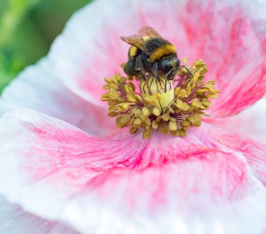 Beyaz haşhaş closeup Pollinating arı