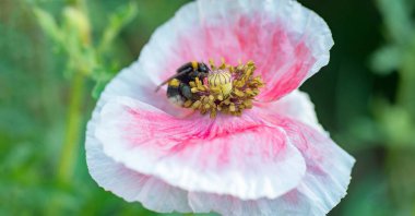 Arı polen mor bir çiçek toplama 