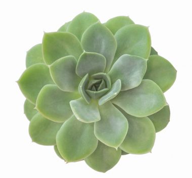 Succulents, bir saksı kaktüs etli yakın çekim dikdörtgen aranjman arka plan beyaz izole