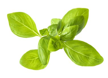 Beyaz arka plan üzerinde izole yeşil fesleğen yaprakları