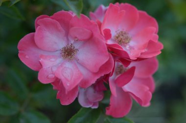 damla yakın çekim ile pembe gül