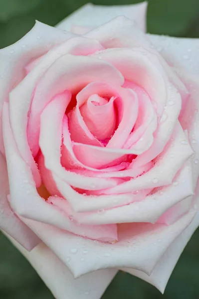 Zbliżenie Pink Rose Kropli Widok Góry — Zdjęcie stockowe
