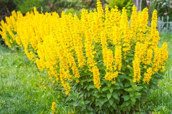 Lysimachia Punctata Gelbe Lockere Pflanzen Die Sommer Blühen — Stockfoto