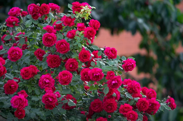 Cespuglio Rose Rosse — Foto Stock