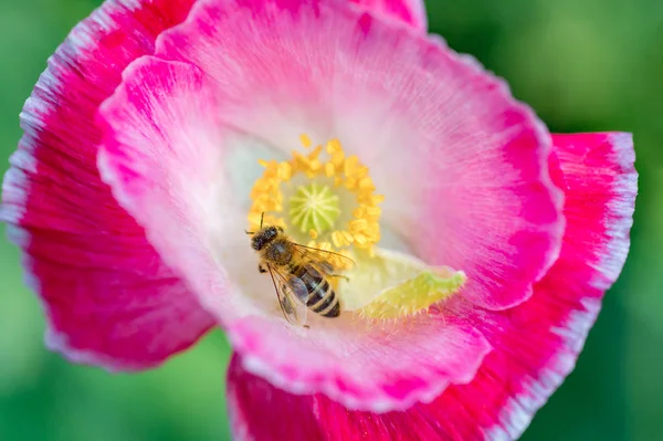 Abeille Fleurs Pollinisatrices Close — Photo