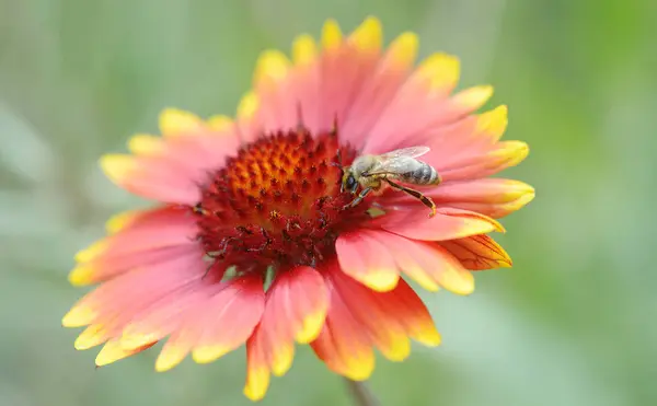 Gaillardia Aristata Kwiat Honey Bee — Zdjęcie stockowe