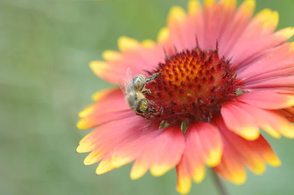 Une Abeille Pollinisatrice Fleurs Gaillardia Aristata — Photo