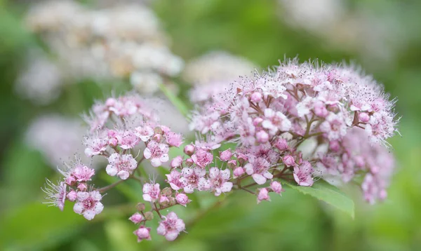 Ramo Bellissimi Fiori Rosa Bianchi Spiraea Japonica Spirea Giapponese — Foto Stock