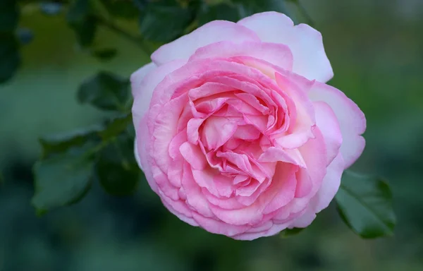 Flor Peonía Rosa Sobre Fondo Natural — Foto de Stock