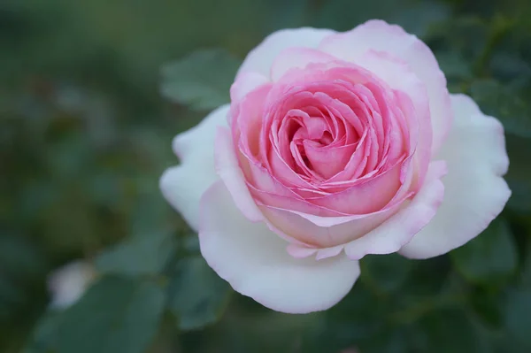 Roze Pioen Bloem Natuurlijke Achtergrond — Stockfoto