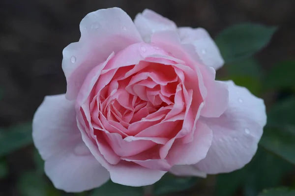 Rose Avec Rosée Gros Plan — Photo