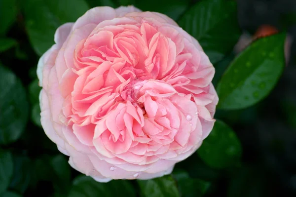 Peonía Rosa Flor Con Rocío Cerca — Foto de Stock