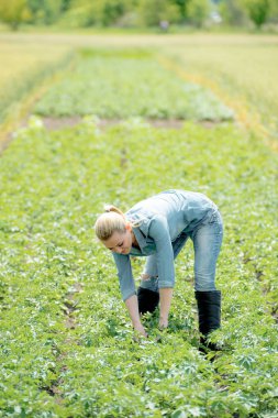 Patates ile yaz sahada çalışan bir çiftçi kadın