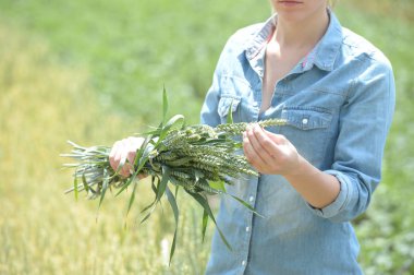 analiz için buğday hasat kulaklı yeşil buğday alanda kadın Ziraat Mühendisi