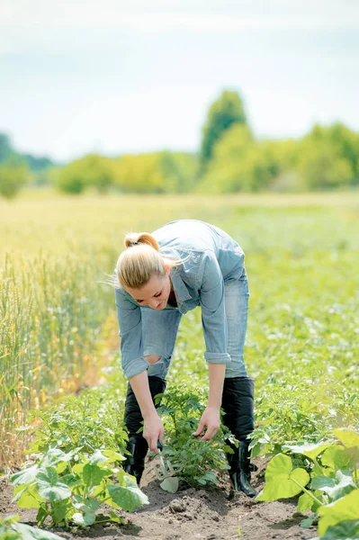 Трудолюбивая Женщина Агроном Работает Поле Проверяет Экологию Выращивания Картофеля — стоковое фото