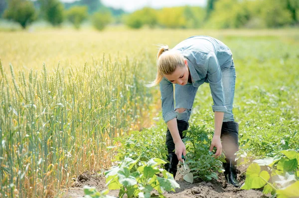 Mulher agrônomo trabalhando no campo, verifica eco cultivo de batatas — Fotografia de Stock