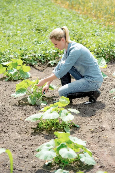 フィールドで働く若い女性農学チェック カボチャを成長しているエコを脱ぐ雑草 — ストック写真