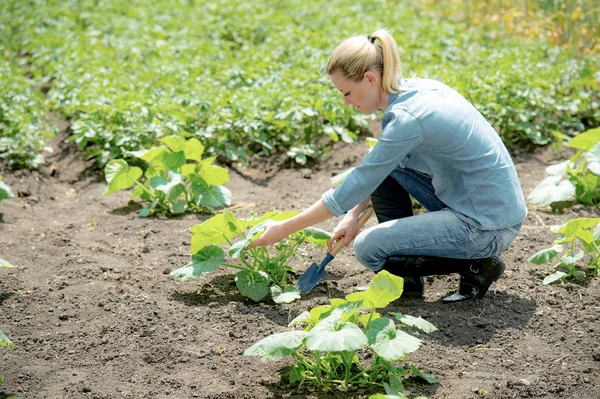 Jovem agrônomo plantar nova planta — Fotografia de Stock