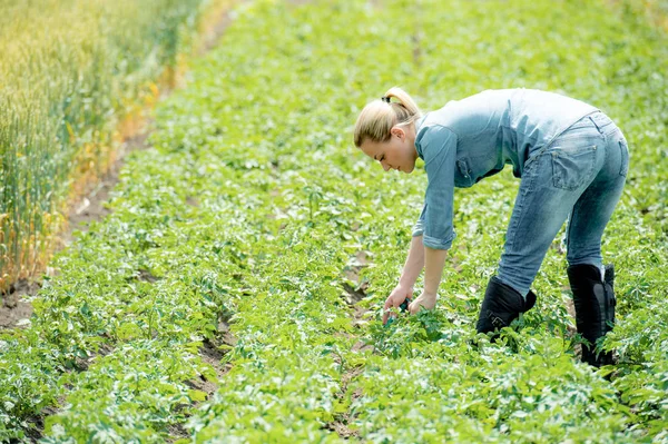 Mulher Agrônomo Verifica Campo Com Batatas — Fotografia de Stock