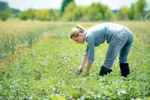 Mulher agrônomo trabalhando no campo de verão com batatas — Fotografia de Stock