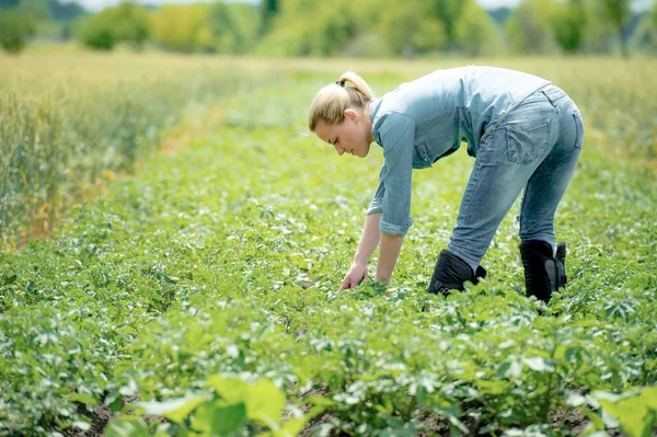 Молодой агроном работает на поле, в жаркий летний день — стоковое фото