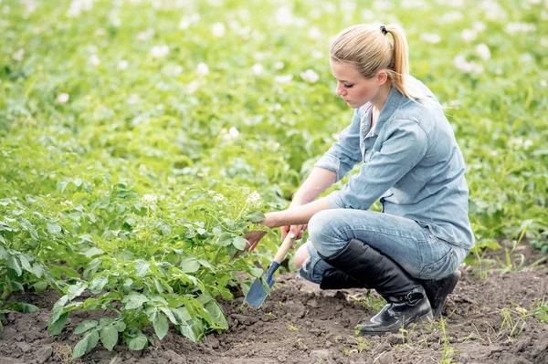 Фермер, работающий в поле с картошкой. Молодая женщина контролирует г — стоковое фото