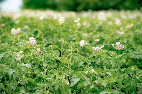 Cultivo de patatas planta. Campo de floración con papa — Foto de Stock
