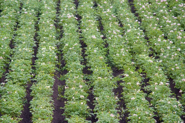 Field of flowering potatoes — Stock Photo, Image