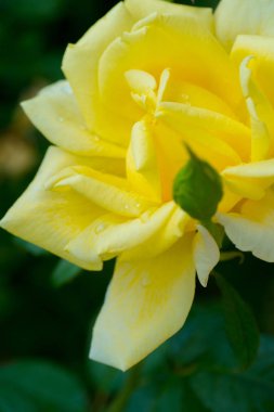 Doğal zemin üzerine sarı gül çiçek