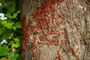 Yaşlı bir ağaç böcekleri firebugs koloni saldırıları