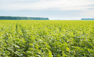 Büyük Ayçiçeği tarlası güneşe doğru döndü. Gökyüzü arka plan 