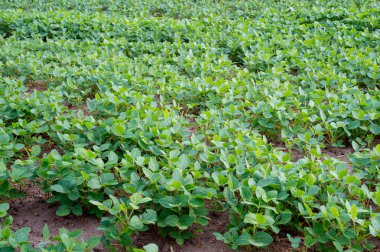 Bahar sabahı soya ekimi