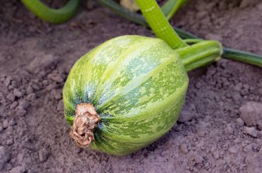 Eko sahada büyüyen, yerde yatan genç yeşil kabak