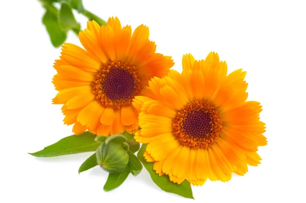 Dwa Kwiaty nagietka piękne z liści i pąków na tle — Zdjęcie stockowe