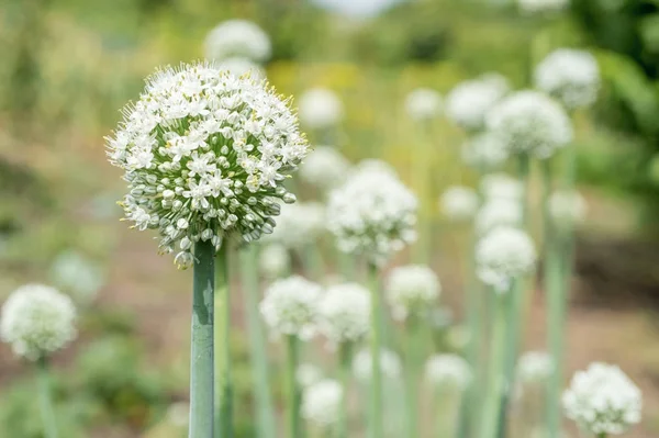 blooming onion plant in garden. Closeup of white onions flowers on summer field. Agricultural background. Summertime rural scene. Traditional ingredients for To improve the taste