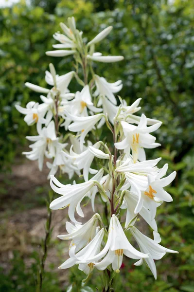 庭の白いユリの花 — ストック写真