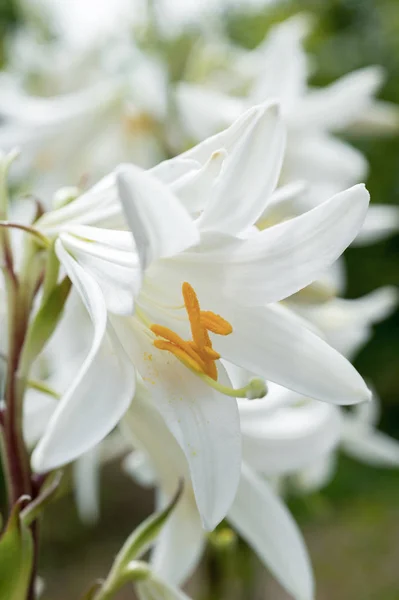 Lys Blancs Fleurs Close — Photo