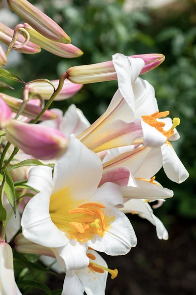 Lys Blancs Fleurs Dans Jardin Gros Plan — Photo